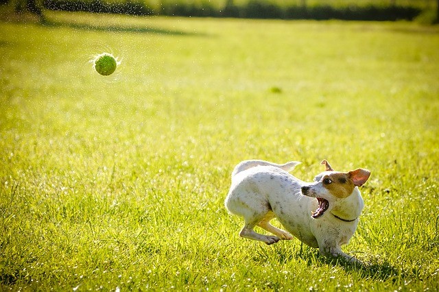 כלב רץ לתפוס כדור